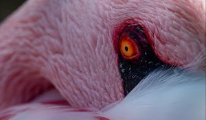Preview wallpaper flamingo, bird, eye, feathers, pink