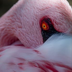Preview wallpaper flamingo, bird, eye, feathers, pink