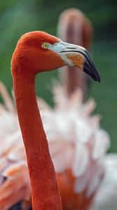 Preview wallpaper flamingo, bird, glance, beak, glare, nature, red