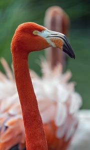 Preview wallpaper flamingo, bird, glance, beak, glare, nature, red