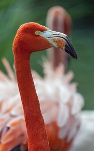 Preview wallpaper flamingo, bird, glance, beak, glare, nature, red