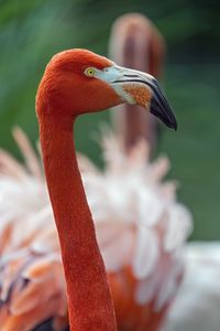Preview wallpaper flamingo, bird, glance, beak, glare, nature, red