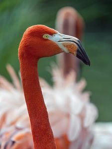 Preview wallpaper flamingo, bird, glance, beak, glare, nature, red