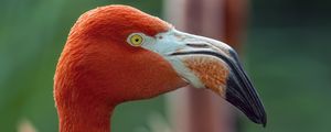 Preview wallpaper flamingo, bird, glance, beak, glare, nature, red