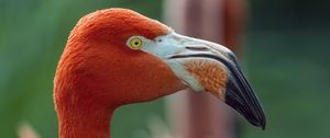 Preview wallpaper flamingo, bird, glance, beak, glare, nature, red