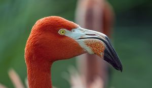 Preview wallpaper flamingo, bird, glance, beak, glare, nature, red