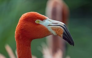 Preview wallpaper flamingo, bird, glance, beak, glare, nature, red