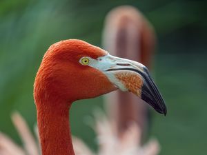Preview wallpaper flamingo, bird, glance, beak, glare, nature, red