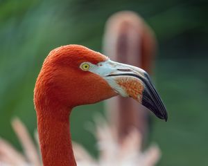 Preview wallpaper flamingo, bird, glance, beak, glare, nature, red