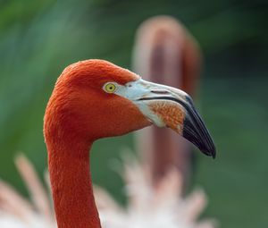 Preview wallpaper flamingo, bird, glance, beak, glare, nature, red