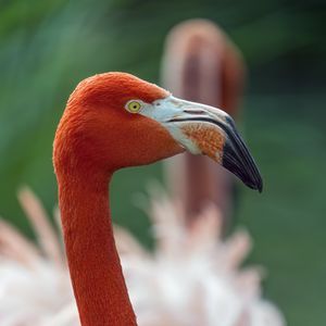 Preview wallpaper flamingo, bird, glance, beak, glare, nature, red