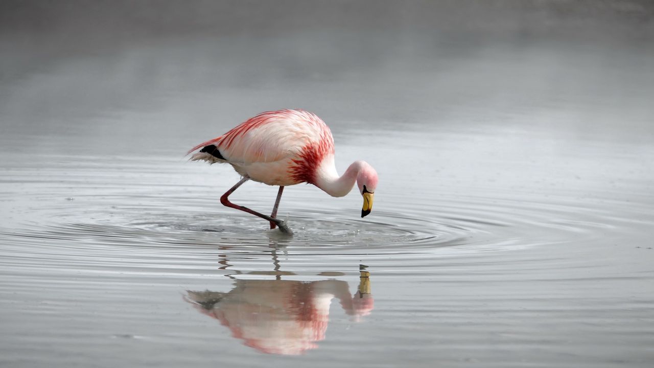 Wallpaper flamingo, bird, lake, river, water, hunting, plumage, color