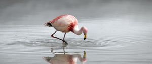 Preview wallpaper flamingo, bird, lake, river, water, hunting, plumage, color