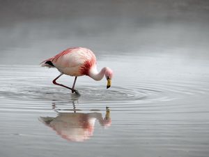 Preview wallpaper flamingo, bird, lake, river, water, hunting, plumage, color