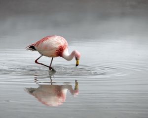 Preview wallpaper flamingo, bird, lake, river, water, hunting, plumage, color