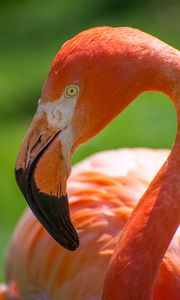 Preview wallpaper flamingo, bird, pink, beak, blur