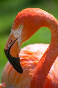 Preview wallpaper flamingo, bird, pink, beak, blur