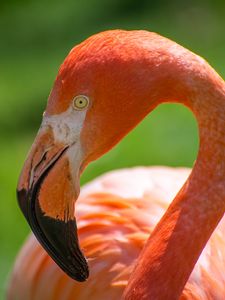 Preview wallpaper flamingo, bird, pink, beak, blur