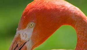 Preview wallpaper flamingo, bird, pink, beak, blur