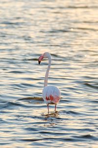 Pink feather flamingo 640x1136 iPhone 55S5CSE wallpaper background  picture image