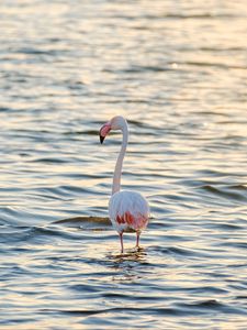 Preview wallpaper flamingo, bird, sea, ripples