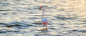 Preview wallpaper flamingo, bird, sea, ripples