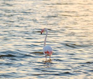 Preview wallpaper flamingo, bird, sea, ripples