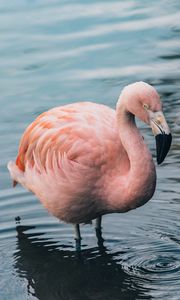 Preview wallpaper flamingo, bird, water