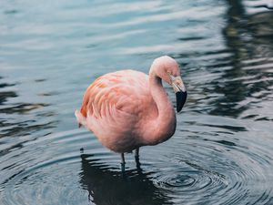 Preview wallpaper flamingo, bird, water