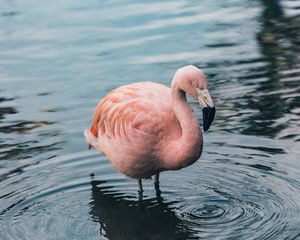 Preview wallpaper flamingo, bird, water