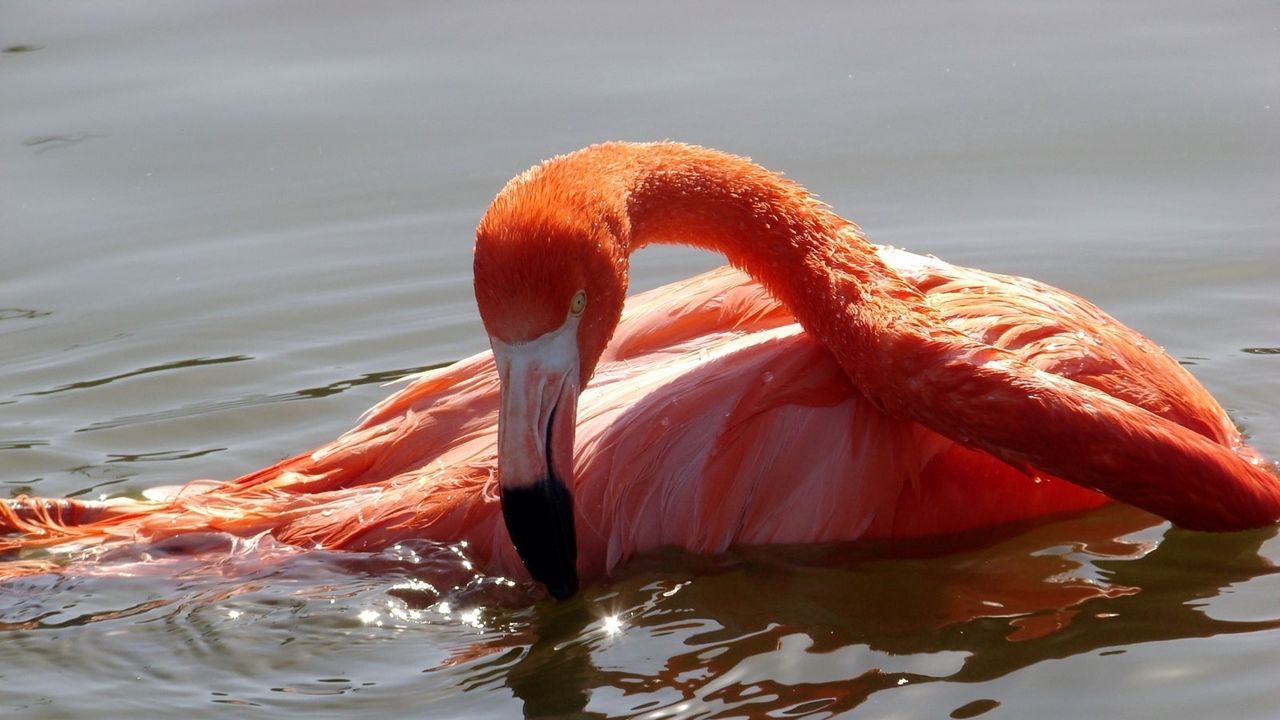 Wallpaper flamingo, bird, water, swimming