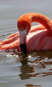 Preview wallpaper flamingo, bird, water, swimming