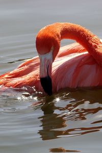 Preview wallpaper flamingo, bird, water, swimming