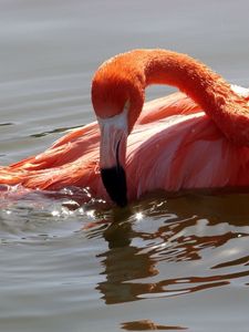 Preview wallpaper flamingo, bird, water, swimming