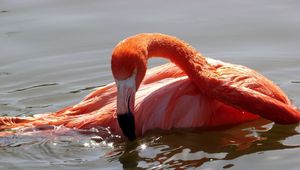 Preview wallpaper flamingo, bird, water, swimming