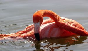 Preview wallpaper flamingo, bird, water, swimming