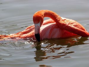 Preview wallpaper flamingo, bird, water, swimming