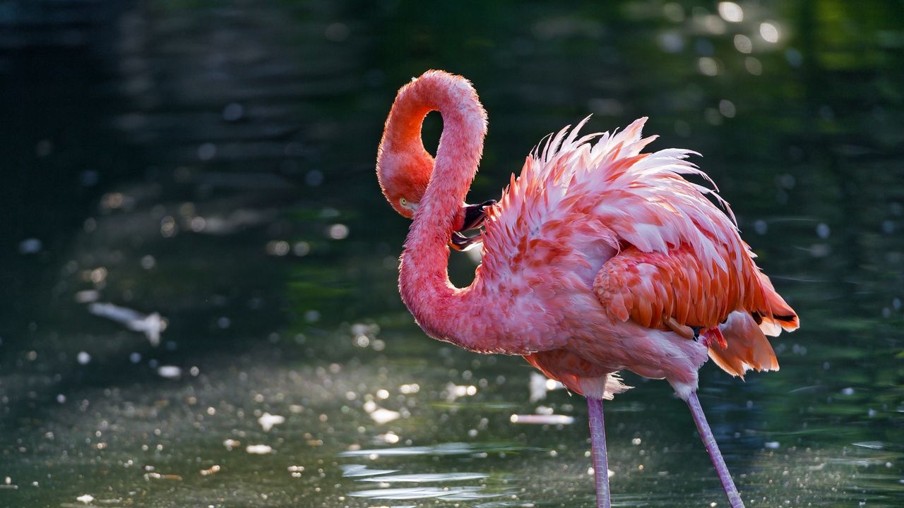 Wallpaper flamingo, bird, water, stand