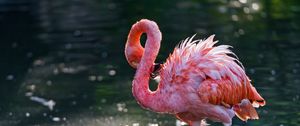 Preview wallpaper flamingo, bird, water, stand