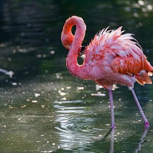 Preview wallpaper flamingo, bird, water, stand