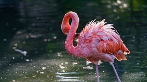 Preview wallpaper flamingo, bird, water, stand