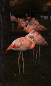 Preview wallpaper flamingo, birds, color, feathers, blur