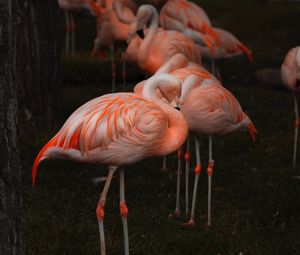 Preview wallpaper flamingo, birds, color, feathers, blur