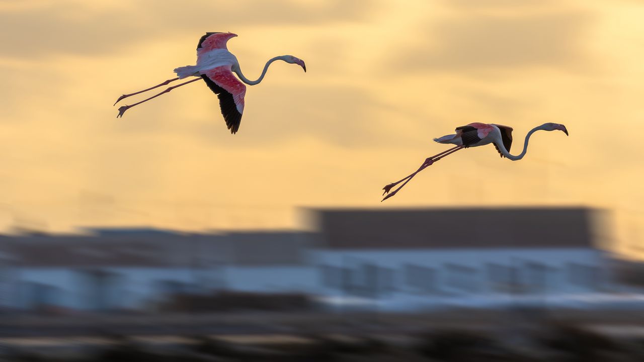 Wallpaper flamingo, birds, flight, blur