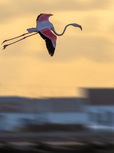 Preview wallpaper flamingo, birds, flight, blur