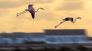 Preview wallpaper flamingo, birds, flight, blur
