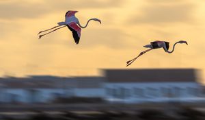 Preview wallpaper flamingo, birds, flight, blur