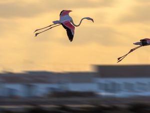 Preview wallpaper flamingo, birds, flight, blur
