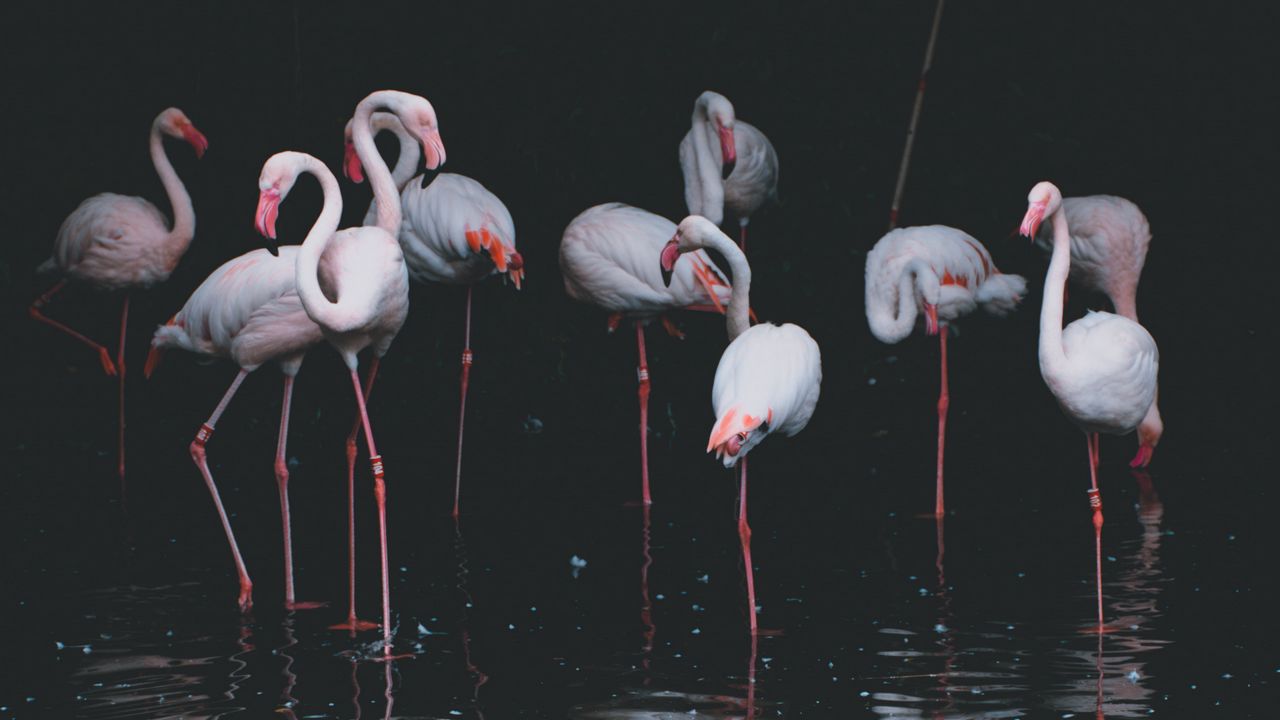 Wallpaper flamingo, birds, pond, reflection