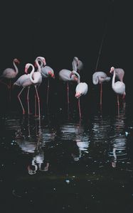 Preview wallpaper flamingo, birds, pond, reflection